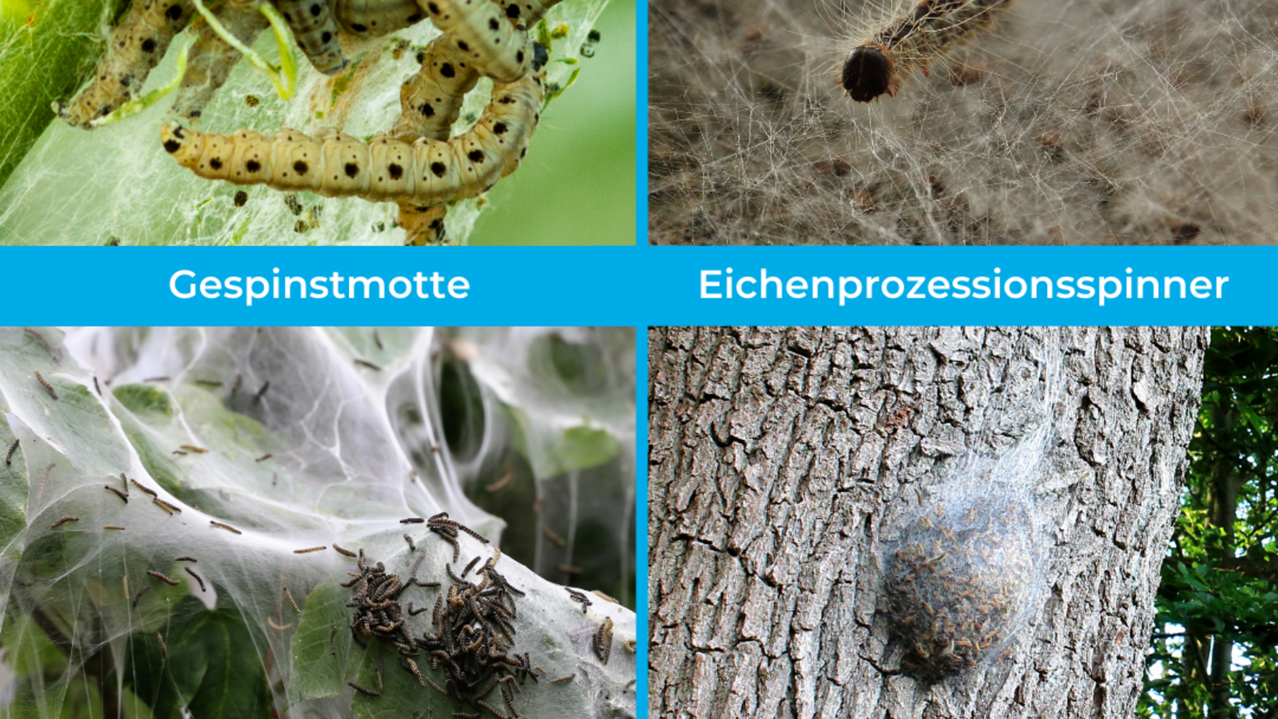 eichenprozessionsspinner gespinstmotte