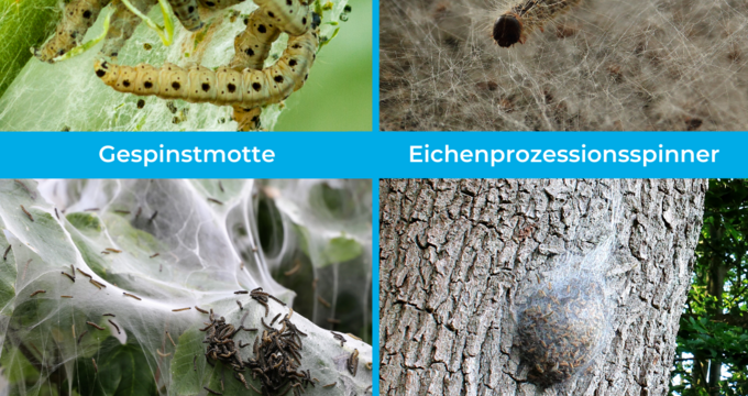 eichenprozessionsspinner gespinstmotte