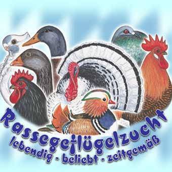 Geflügelzuchtverein Gröbers 376901784 122109242828041369 8551699369045976041 n