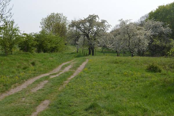 Streuostwiese, mit Obstbäumen im Hintergrund
