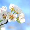 apple blossom 1368187 1920