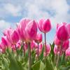 pink 2254970 1920