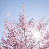 spring 733507 1920