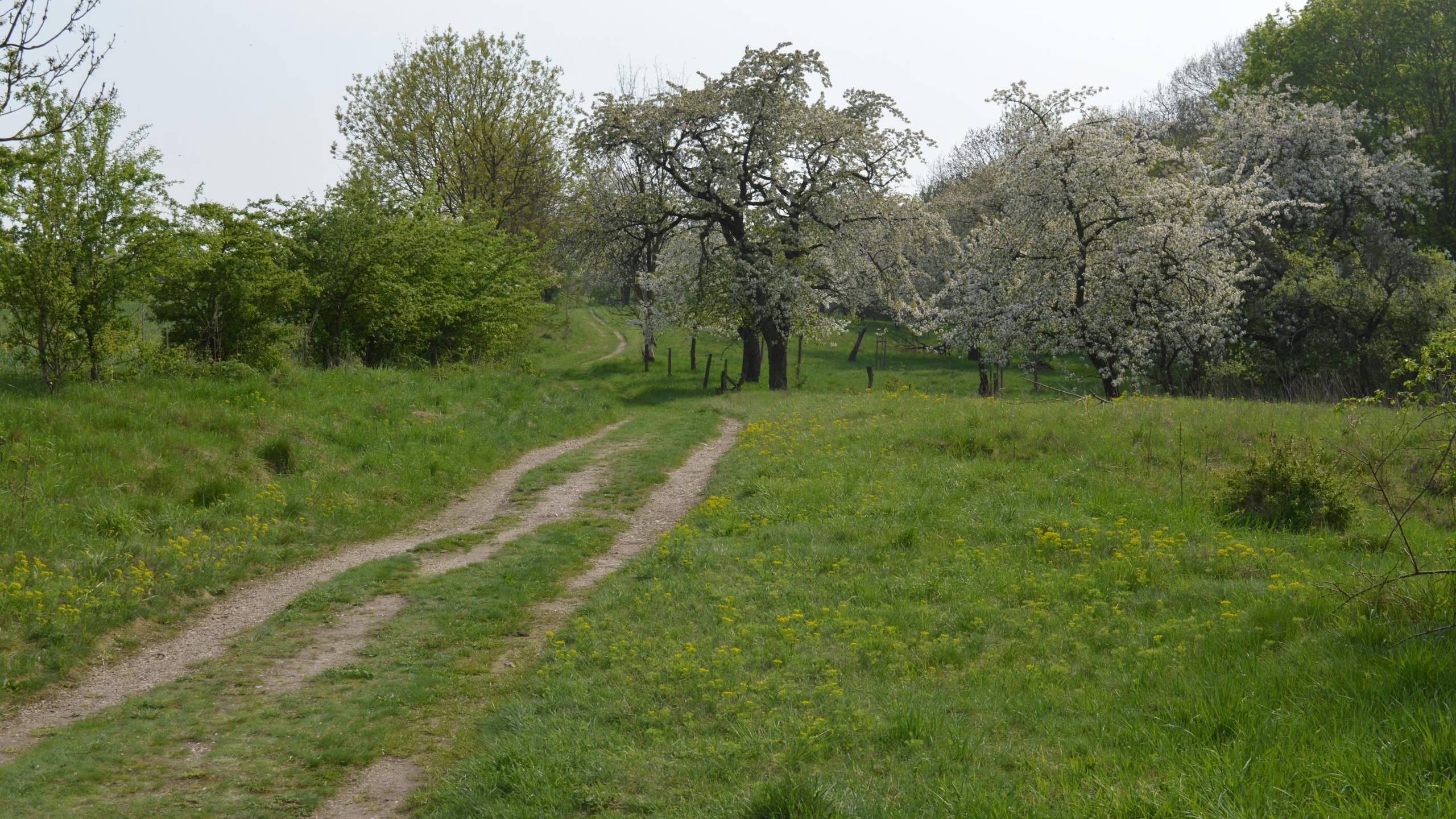Streuostwiese, mit Obstbäumen im Hintergrund